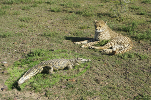 Cheetah Conservation Centre
