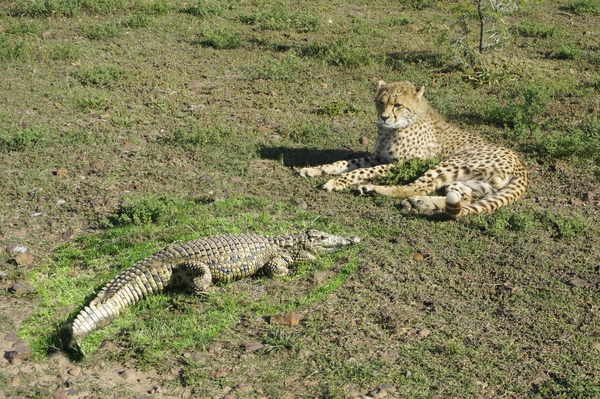 Cheetah Conservation Centre