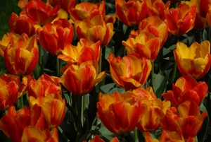 Tulpen