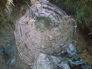 Nog een spinneweb