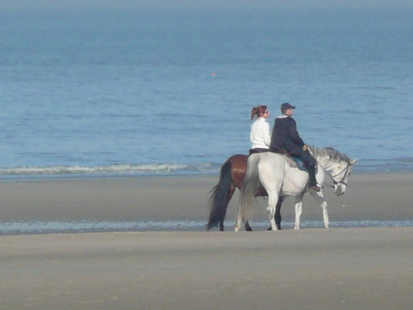 paarden,zee,strand,mensen