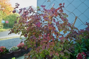 Herfstkleuren in onze tuin 2010
