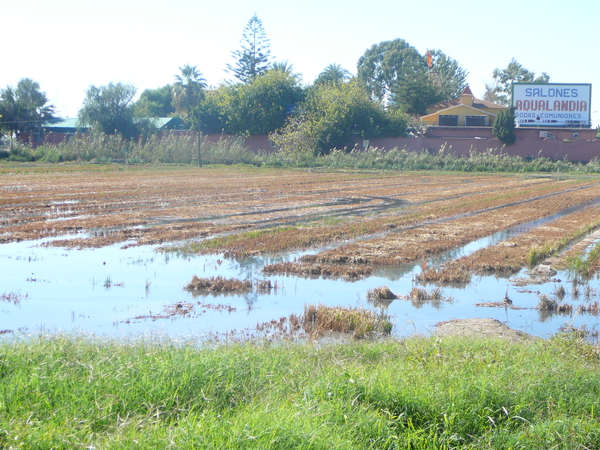 Arroz en el Saler