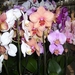 Maarel orchids 7