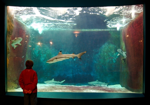 Luik _Musee Zoologique, Aquarium Dubuisson met haaien