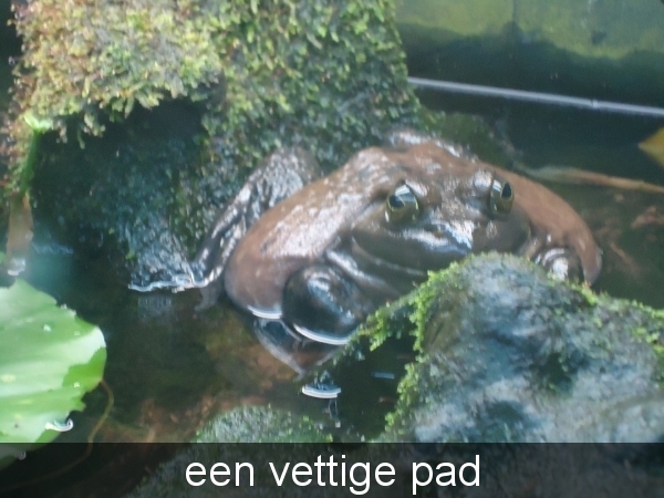 een vettige pad