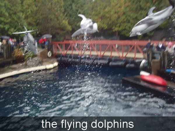 the flying dolphins