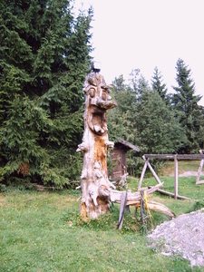 Een oude boomstronk