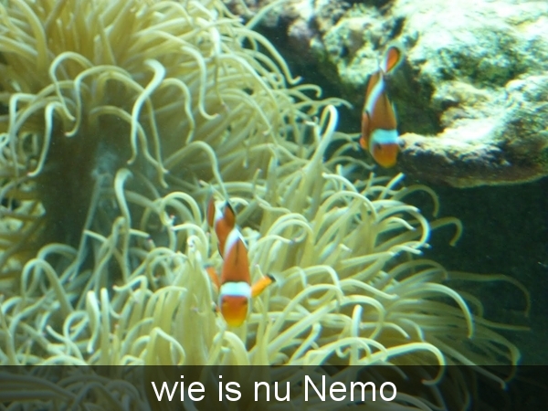 wie is nu Nemo ?