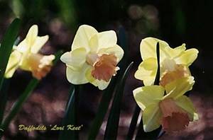 0-                  Japan daffodil_lorikeet (Small)