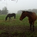 (002)20101121.Zwijnaarde  paardjes in de mist