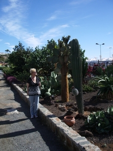 grote cactussen