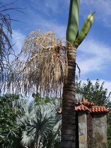 bloem palm
