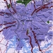 1 Sao Paulo  _map