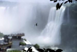 2 Iguacu_watervallen 68