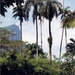 5 Rio de Janeiro_Tijuca nationaal park met zicht op top Corcovado