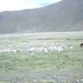 8AP S675 alteplano alpacas