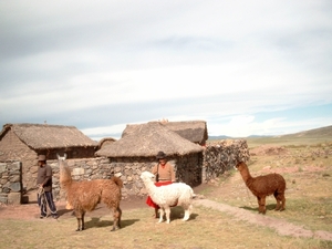 8SL S733 boerderij met lamas