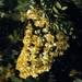 0-                    Tropical flowers cassia%202