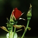 0-                red_rose