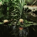 0-                waterlily_pad
