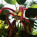 0-            Tropical plant chenilleplant