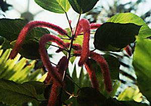 0-            Tropical plant chenilleplant