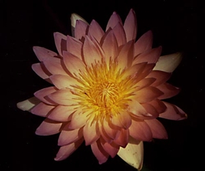 0-            tropical_waterlily
