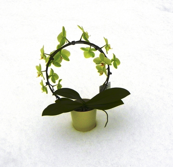 Phalaenopsis in sneeuw