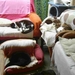 Inwonende katten in hun zitkamer