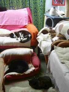 Inwonende katten in hun zitkamer