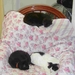 Drie katten op een stoel