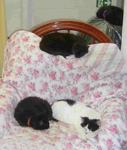 Drie katten op een stoel