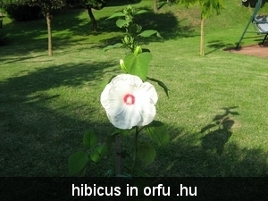 hibicus wit (3)