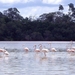 2c Celestun_flamingo's 4