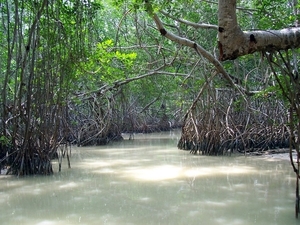 2c Celestun_mangroves 3