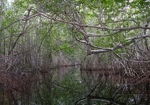 2c Celestun_mangroves