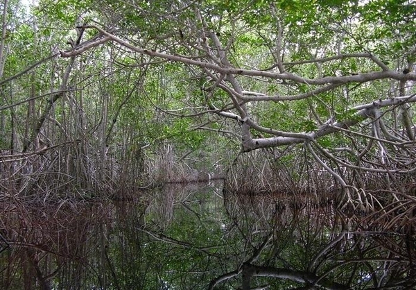 2c Celestun_mangroves