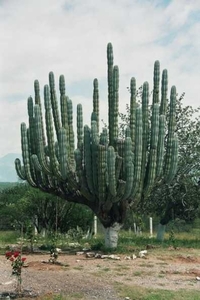 7x Oaxaca_omgeving met cactussen