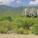 7x Oaxaca_omgeving_cactussen 2