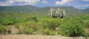 7x Oaxaca_omgeving_cactussen 2
