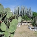 7x Oaxaca_omgeving_cactussen