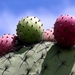 9b Teotihuacan_cactusvruchten