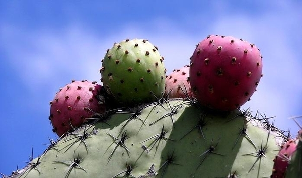 9b Teotihuacan_cactusvruchten