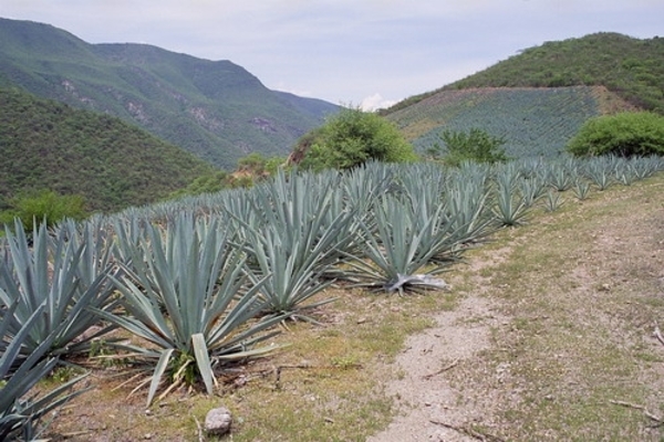 9d Tequila_stokerij_Tequila en Mezcal, worden gemaakt door het de