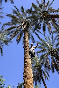 2d WO_woestijnoase _in palmboom klimmen 2
