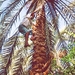 2d WO_woestijnoase _in palmboom klimmen 3