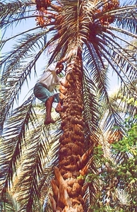 2d WO_woestijnoase _in palmboom klimmen 3