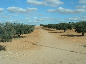 6b Gabes_omgeving lange rijen olijfbomen