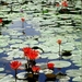 3_Sukhothai _lotus bloemen bij site